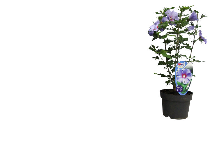 Hibiscus syriacus 19 cm potte